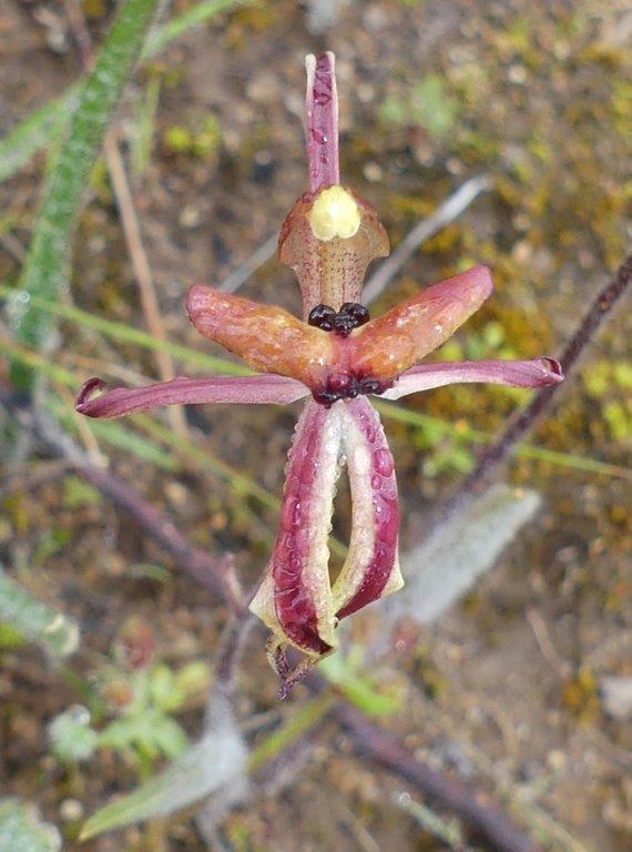 Terrestrial orchids store